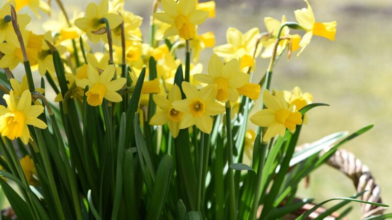 Hoy inicia la primavera con buen tiempo meteorológico