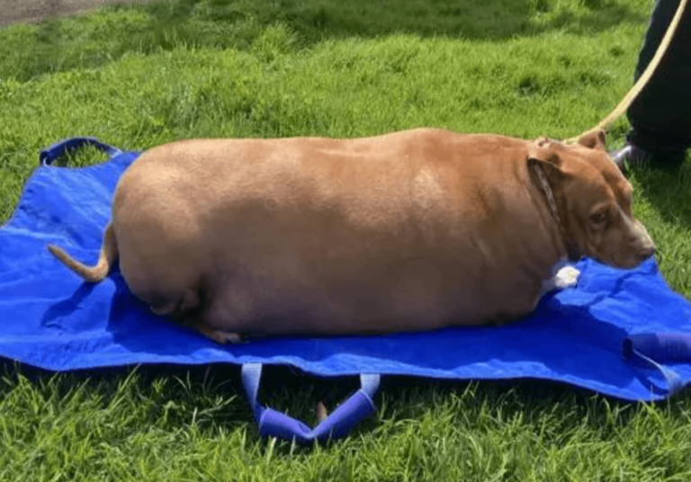 #Salud: Una mujer es condenada a prisión por sobrealimentar a su perro y causarle la muerte