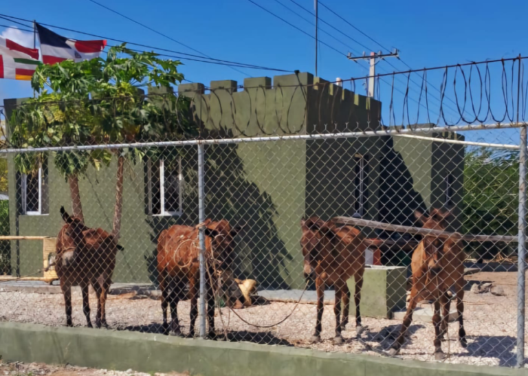 Ejército ocupa un lote de cigarrillos llevados en mulos – #DeInteres   #FVDigital