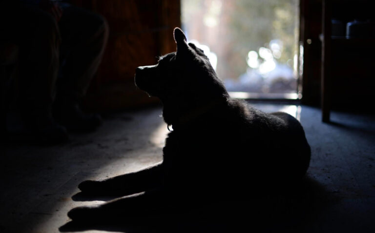 #Salud: El perro más caro del mundo cuesta más de 5 millones y pertenece a una raza de la que nunca has oído hablar