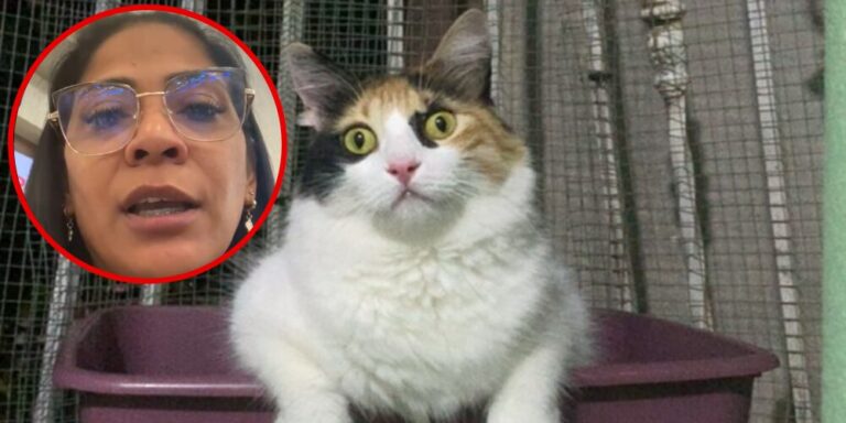 Venezolana varada en el AILA con gata de apoyo emocional #FVDigital