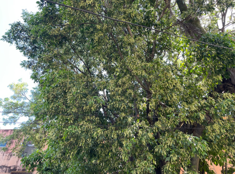 La belleza de la primavera, un contraste ante la expansión urbana