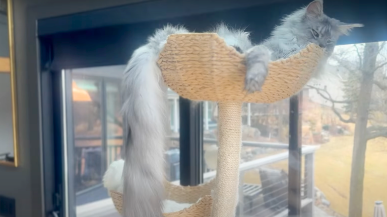 El nuevo gato con el récord de la cola más larga (video) – #DeInteres   #FVDigital