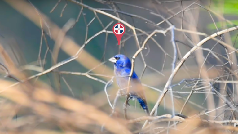 Los azulejos, dos aves azules que visitan la República Dominicana   #FVDigital