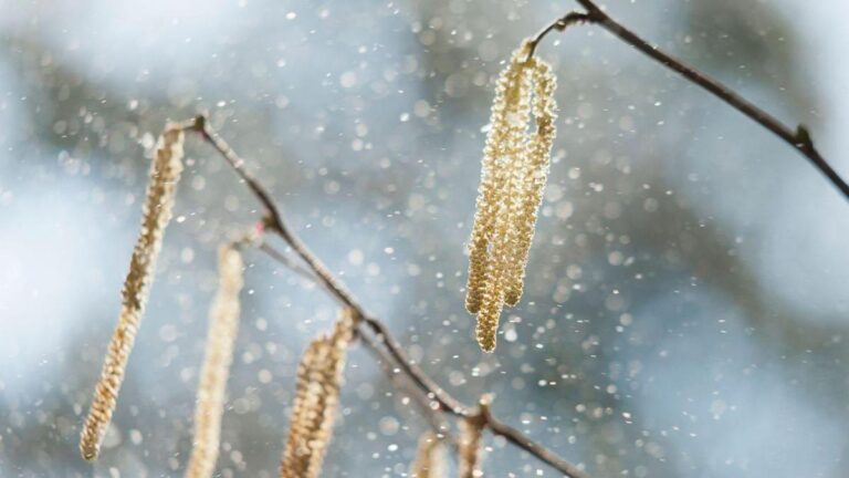 El preocupante aumento del “asma de las tormentas” y otros eventos de alergia extremos