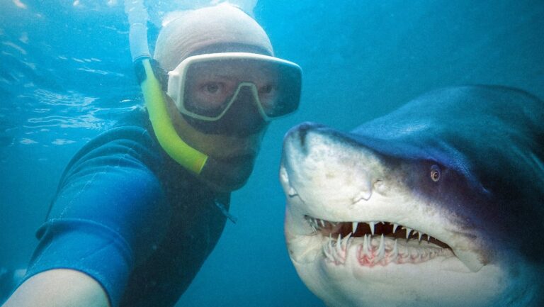 Los buscadores de selfis “alimentan el aumento de los ataques de tiburón”