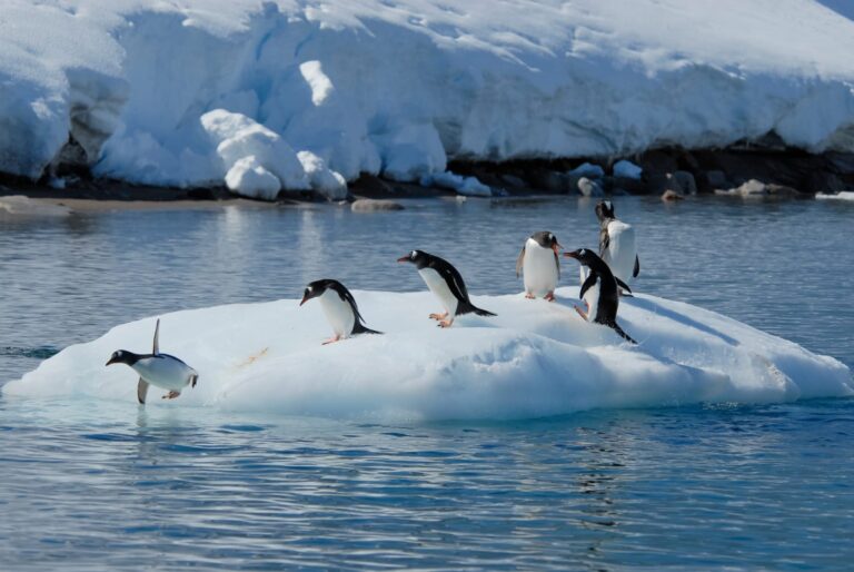 #Salud: Trump impone impuestos a una isla habitada solo por pingüinos