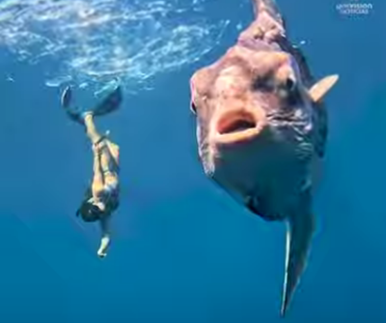 El inusual encuentro entre un buzo y un pez luna gigante (video)   #FVDigital