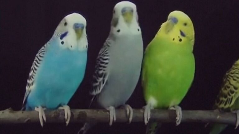 Investigan el cerebro de aves en busca de tratamientos