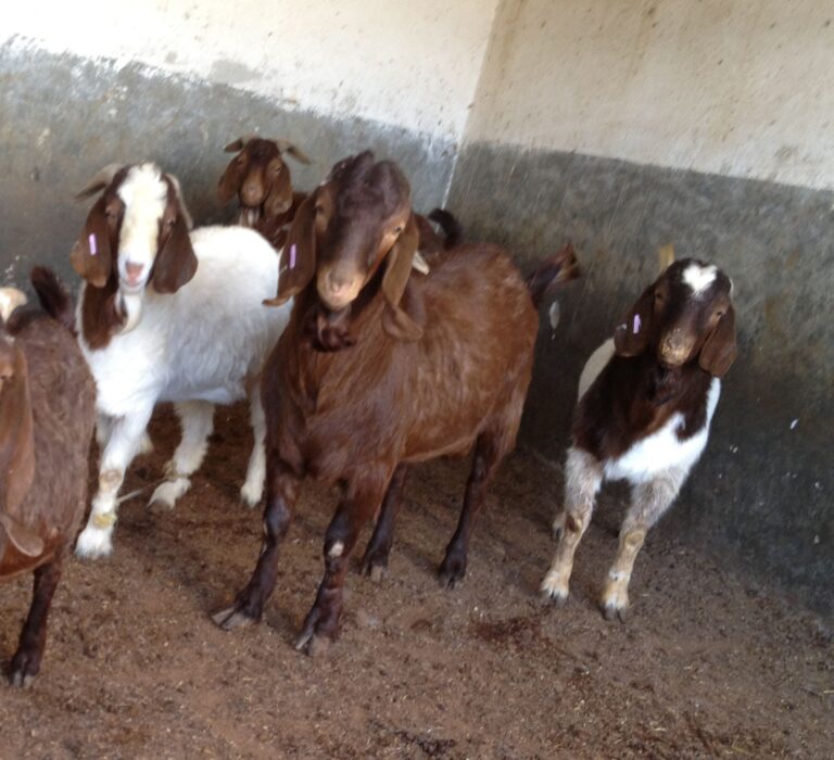 Detienen a presunto ladrón de chivos en el sector George de La Romana