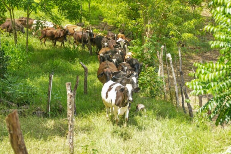 Dos Pinos reafirma su compromiso con la sostenibilidad #FVDigital