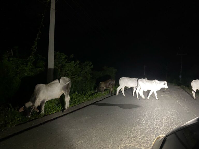 En Guerra denuncian presencia de animales en las vías durante la madrugada #FVDigital