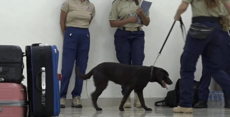 RD: Retrasan vuelo a Alemania por falta de perro K9 – #DeInteres   #FVDigital