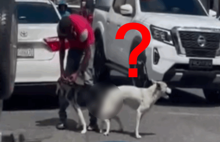 ¿Por qué los perros se quedan “pegados”?   #FVDigital