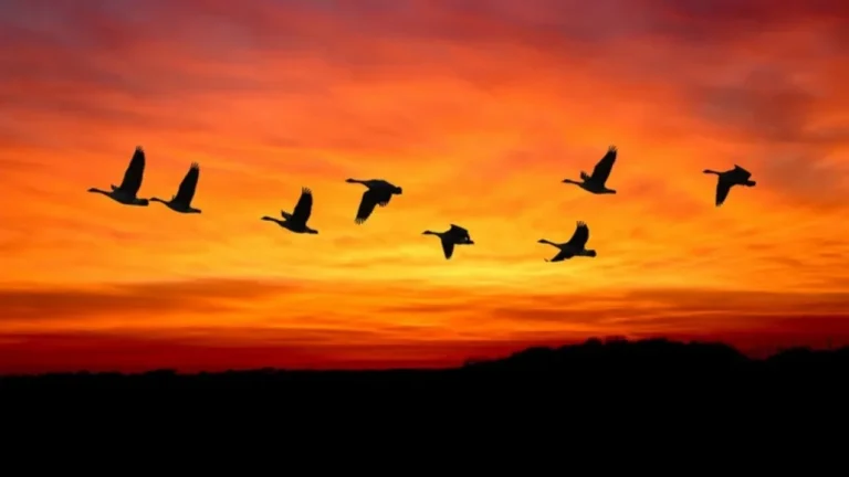 Día Mundial de las Aves Migratorias: la migración aviar #FVDigital