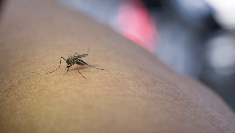 #Salud: 5 cosas que debes saber sobre el mosquito tigre