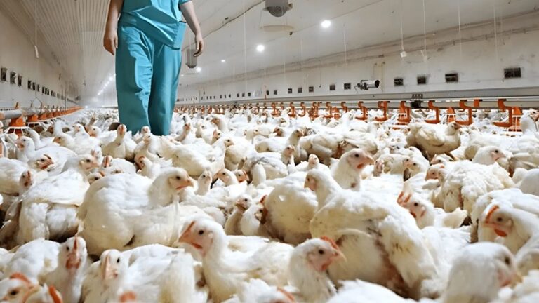 República Dominicana suspende compra de pollo a Brasil por gripe aviar