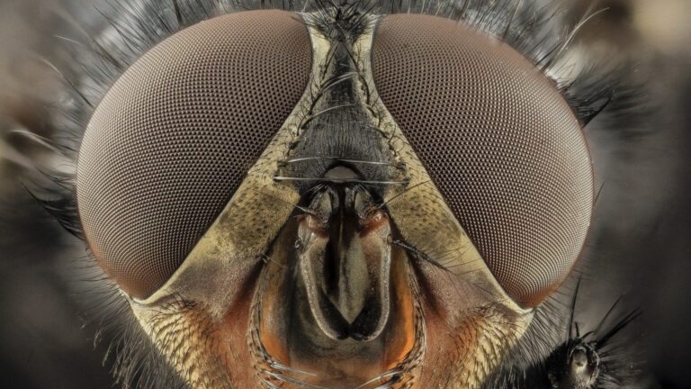 Con ojos de insectos científicos diseñan sistema de visión biónica con IA