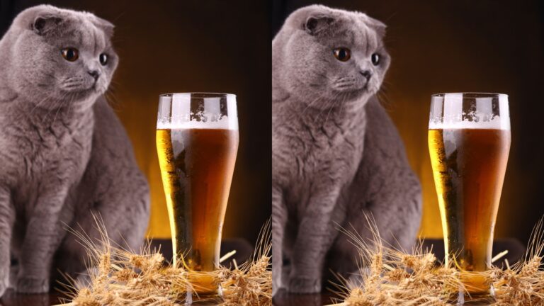 ¡Increíble! Gata sobrevive 3 semanas bajo tierra con una dieta de cerveza e insectos