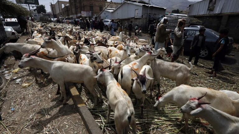 Veto de EEUU a ganado costaría millones diarios a México