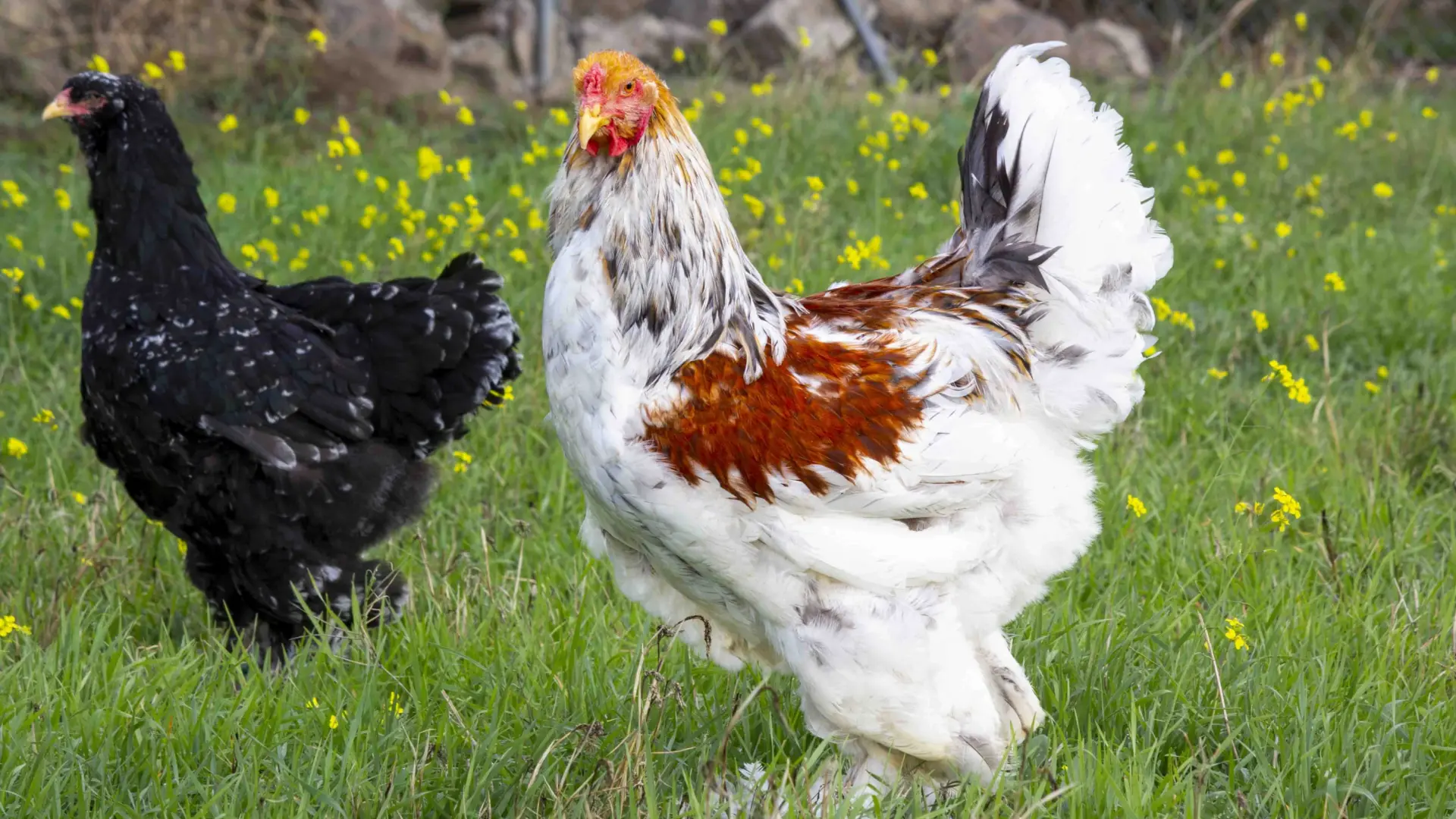 #Mundo:al menos 21 países vetan las compras de pollo de Brasil #FVDigital