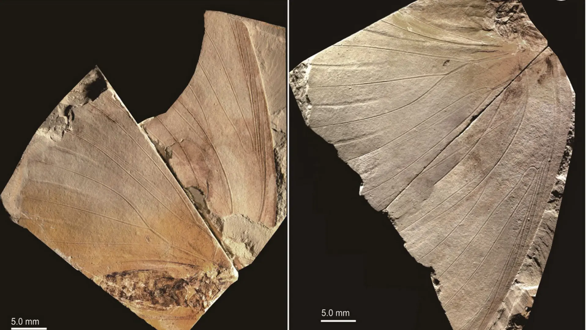 #Mundo:Descubren en Japón una nueva especie a partir del fósil de mariposa más grande del mundo #FVDigital