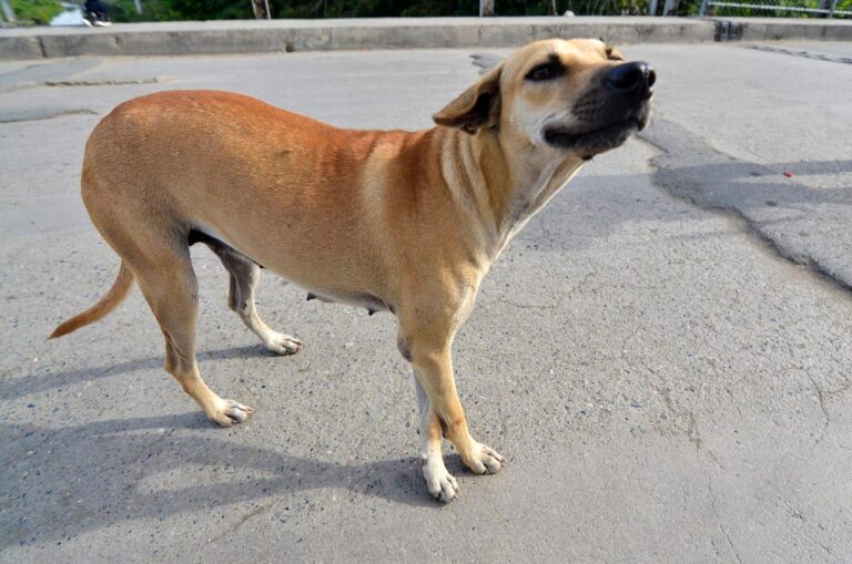 Día Mundial del Perro Sin Raza, mejor conocido en RD como Firulais