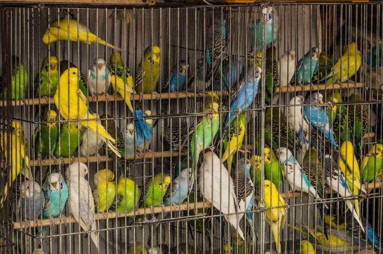 Detienen hombre que trasladaba 667 aves silvestres para entregarlas a traficantes