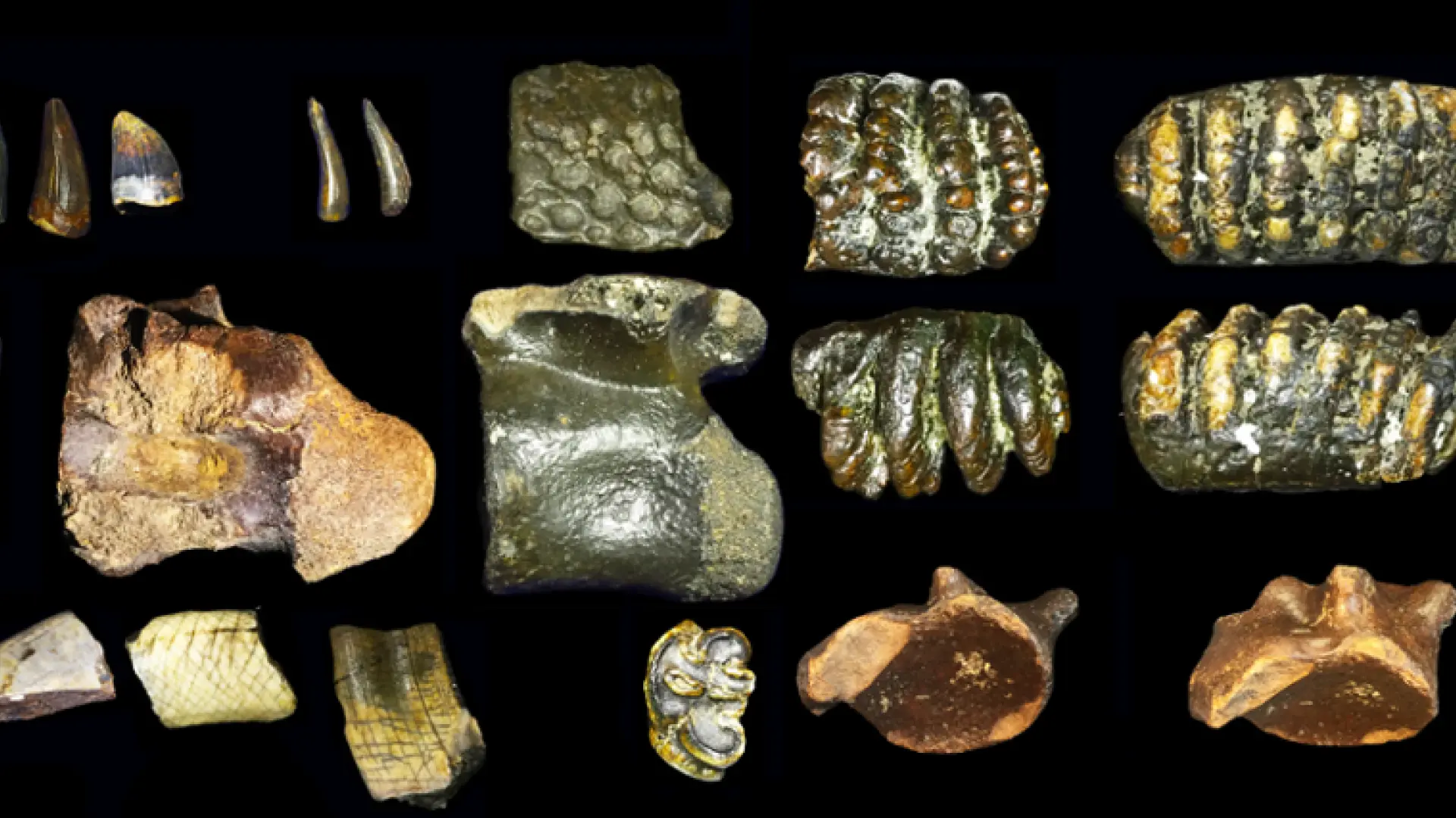 #Mundo:hay restos de cráneos de homínidos #FVDigital