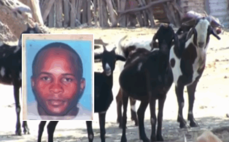 Agarran a presunto líder de banda de ‘roba-chivos’ (video) – #DeInteres   #FVDigital