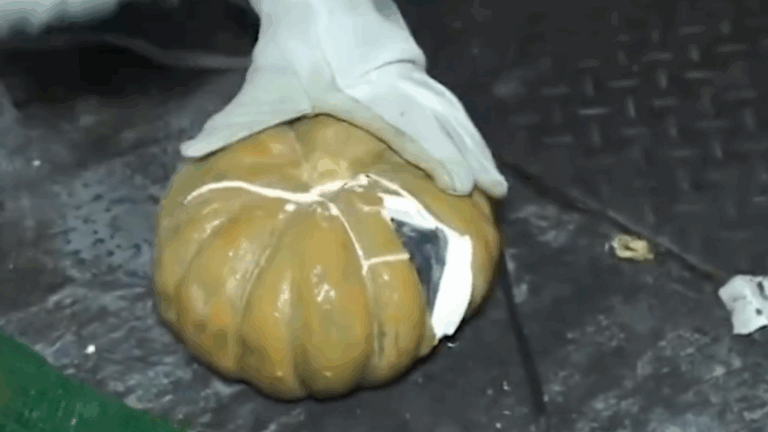 Así son las narco auyamas – #DeInteres   #FVDigital