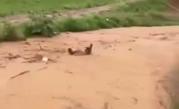 Dos hombres se lanzan al río Tireo para salvar una vaca durante una crecida