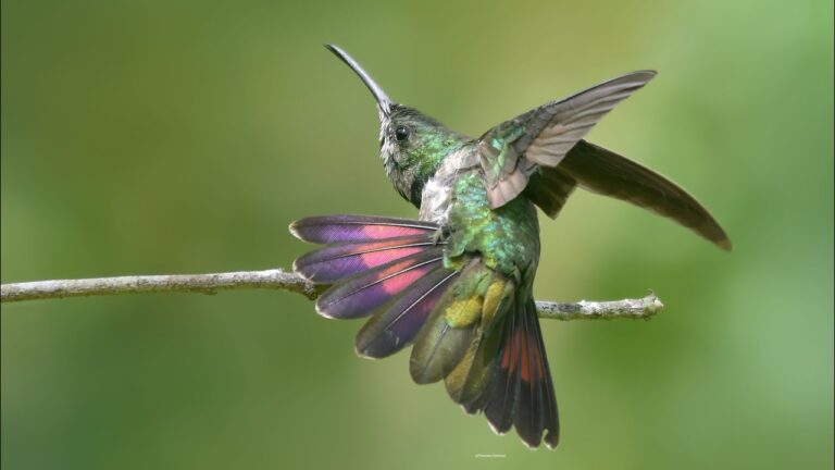 Los colibríes están evolucionado por culpa de los humanos (estudio) – #DeInteres   #FVDigital