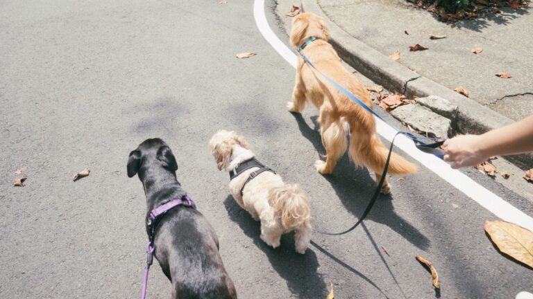 Pasear perros en Irán es una “amenaza para la salud pública” – #FVDigital