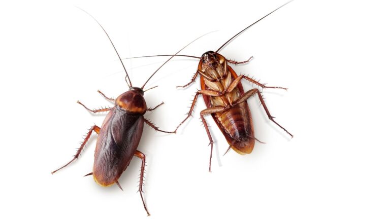 Aplastar cucarachas podría ser peligroso para tu salud, según la OMS
