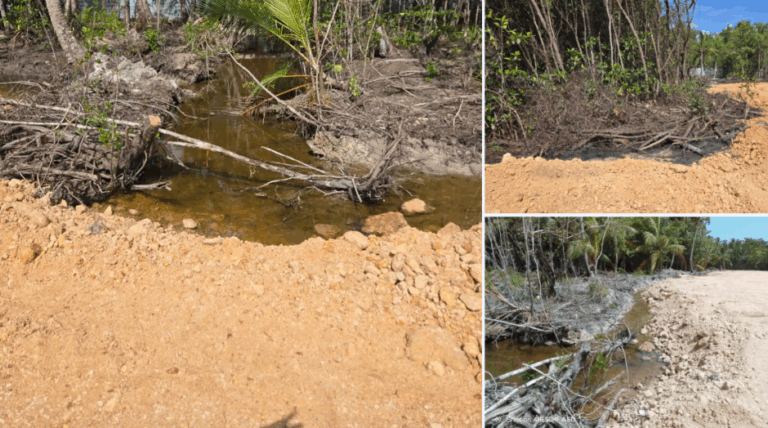 MP paraliza proyecto por daños a humedales y manglares – #DeInteres   #FVDigital