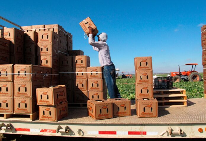 Inmigrante-trabaja-en-el-campo-de-California.jpg