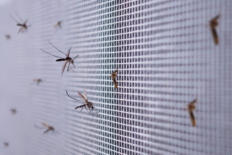 #Salud: ¿Mosquitos en casa? Este truco con papel higiénico te sorprenderá