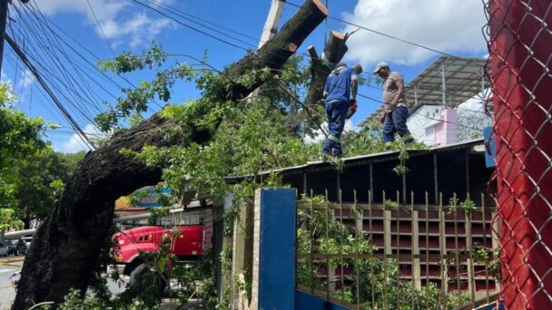 Tras-denuncia-en-Noticias-SIN-alcaldia-del-Distrito-Nacional-y-Bomberos-cortan-arbol-608x342.jpg