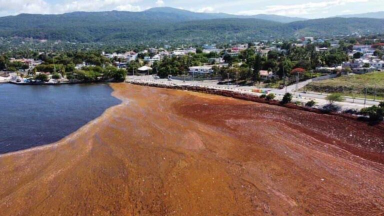 Denuncian sargazos invaden playa de zona costera de la provincia de Barahona