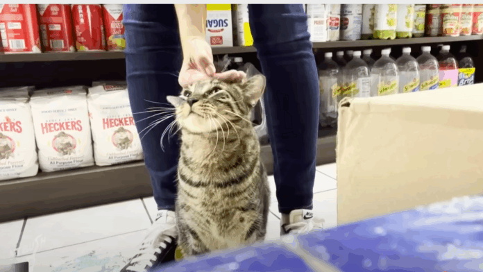 bodega-cats-gato-bodega.png