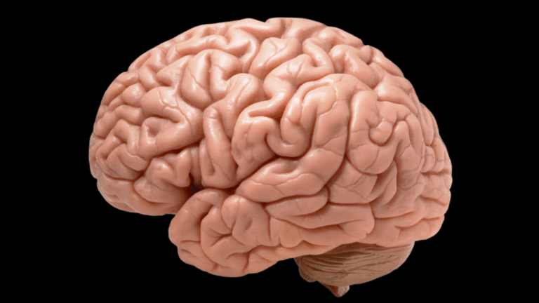 Tu cerebro podría estar envejeciendo en secreto (estudio) – #DeInteres   #FVDigital