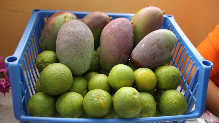 Baní es declarada oficialmente “Capital del Mango” – #DeInteres   #FVDigital