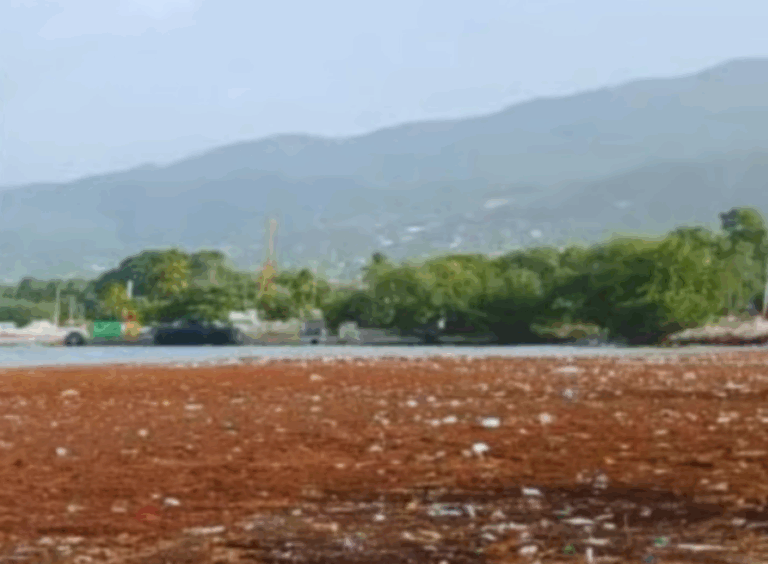 Tremendo cúmulo de sargazo en playa de Barahona   #FVDigital