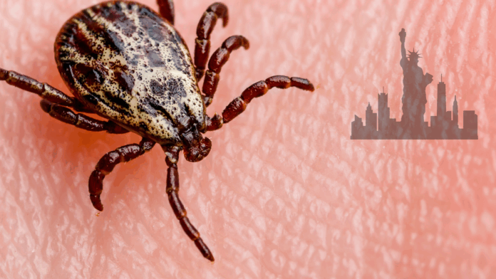 ticks-garrapatas-nueva-york.png