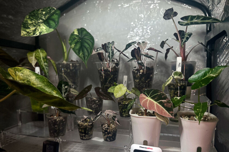 Hay gente cultivando plantas raras en casa y revendiendo sus ‘hijos’ por cientos de euros – FGJ MULTIMEDIOS