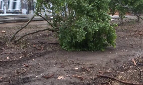 Preocupación por tala masiva de árboles en el Centro Olímpico #FVDigital