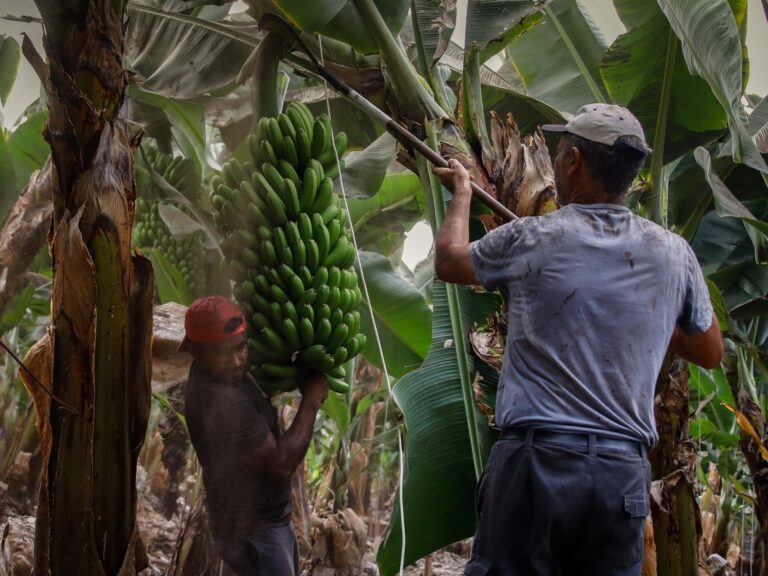 Plataneros rechazan que intermediarios tengan contratos millonarios con el Estado vendiendo a altos costos