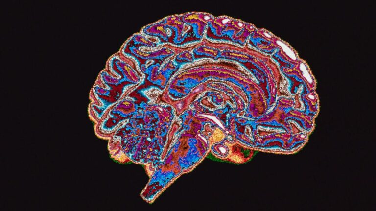 La corrupción y el cerebro: ¿por qué caemos en la tentación?