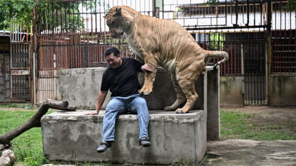 Tailandia-presa-de-la-sobrepoblacion-de-leones-domesticados-608x342.jpg